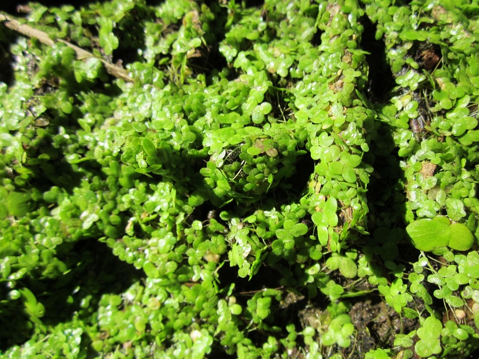 Acqua pianta foglia fiore