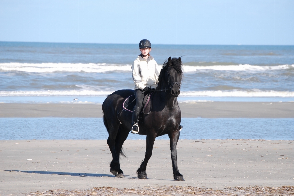 Beach sea horse stallion