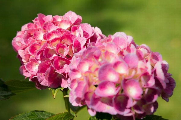 Nature blossom plant flower Photo