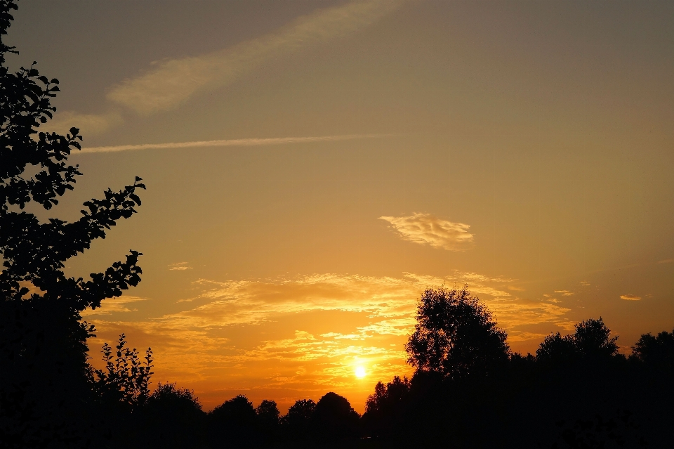 Paysage arbre nature horizon