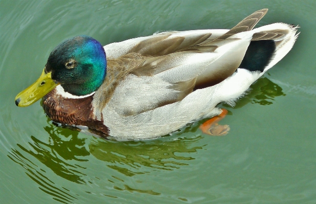 Water nature bird wing Photo