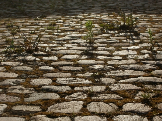 Foto Erba rock pianta legna