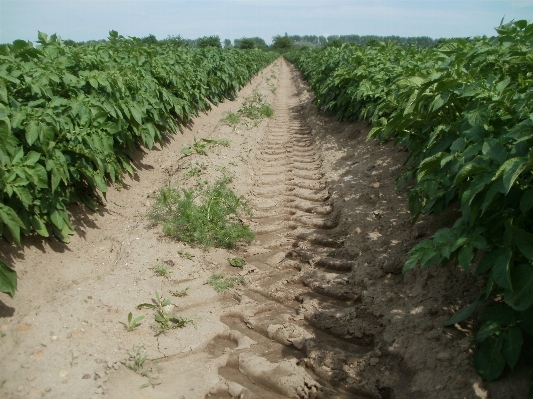 Growth plant row field Photo