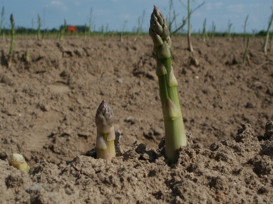 Growth plant field ripe Photo