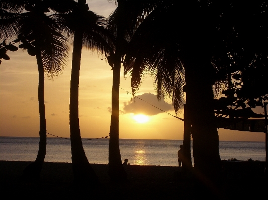 Foto Playa mar árbol océano