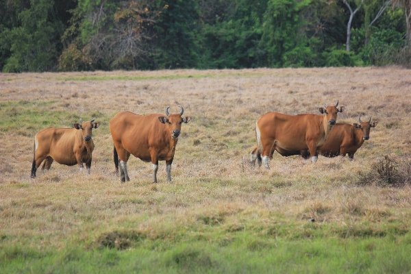 Grass meadow prairie adventure Photo