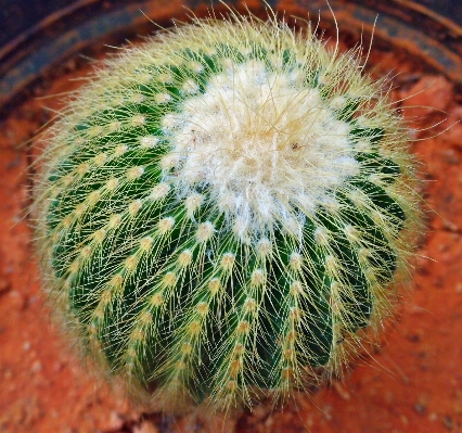 Nature outdoor blossom prickly Photo