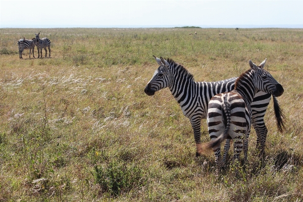 Prairie adventure wildlife herd Photo