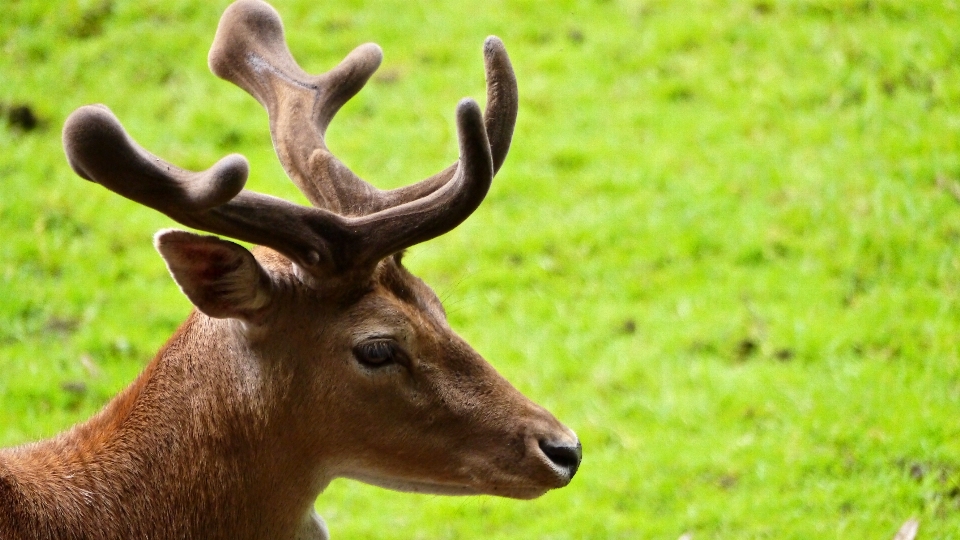 Fauna silvestre ciervo bocina mamífero