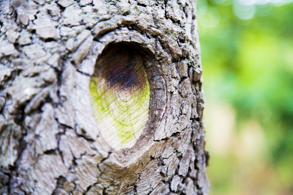 Baum natur zweig vogel