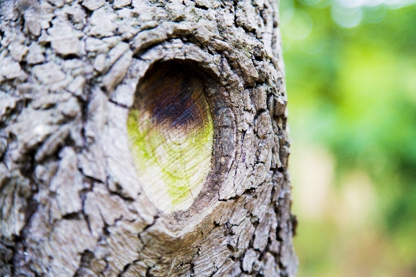 Tree nature branch bird Photo