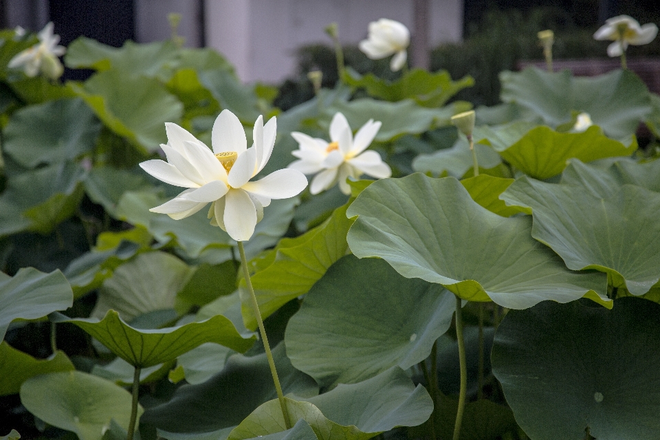 Landscape plant flower petal