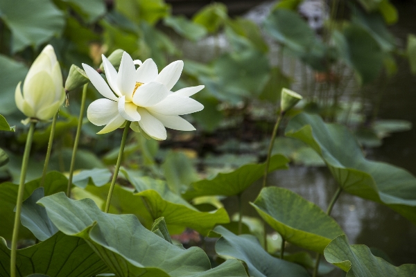 Landscape nature blossom plant Photo