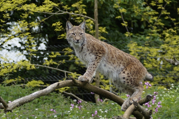 Foto Albero natura animali selvatici gatto