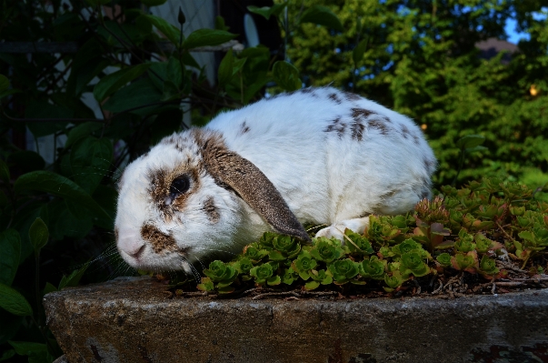 自然 草 動物 野生動物 写真