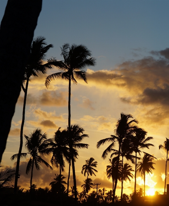 Plage paysage mer arbre