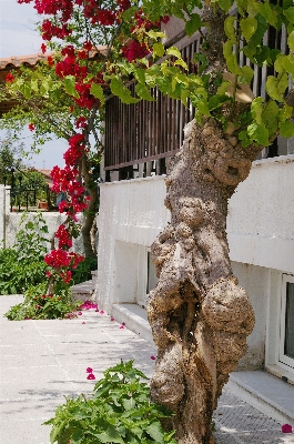 Tree plant road flower Photo