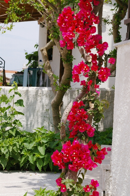 Tree blossom plant road