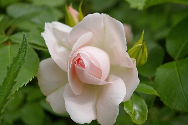 Nature blossom plant white Photo