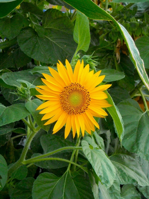 Nature plant field flower