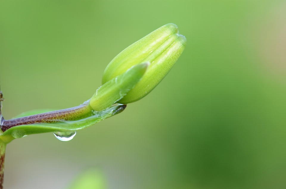 Naturaleza rama florecer planta