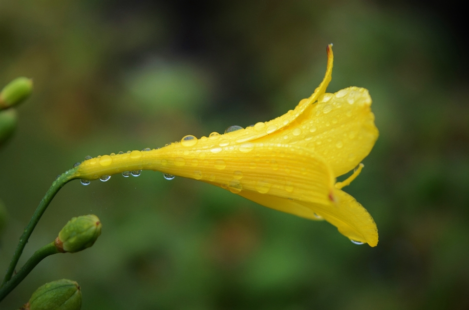 água natureza gotícula derrubar