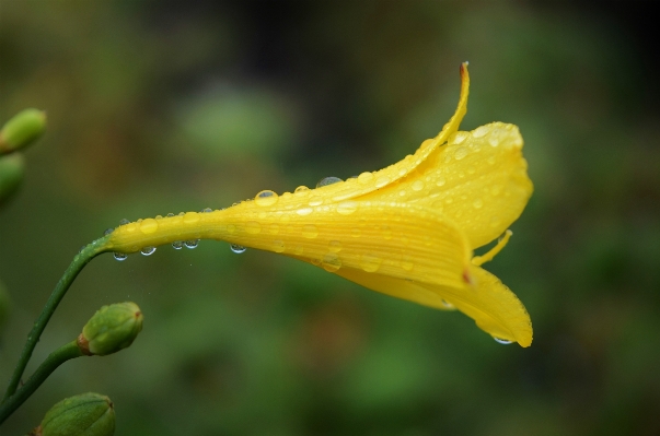 Water nature droplet drop Photo