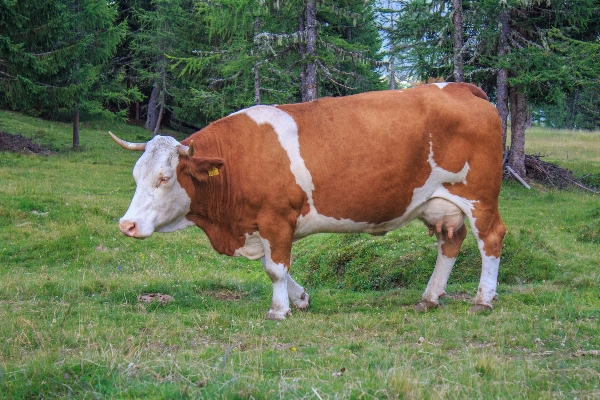 Nature grass field farm Photo