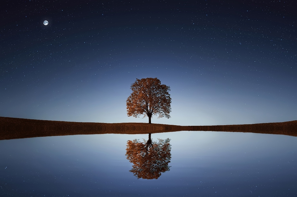 Tree nature grass horizon