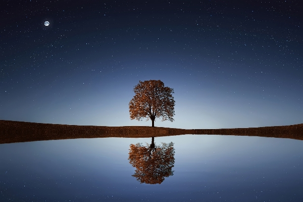 Tree nature grass horizon Photo