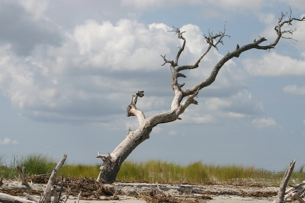 Foto Pantai laut pesisir pohon