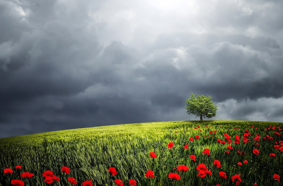 Baum natur gras horizont