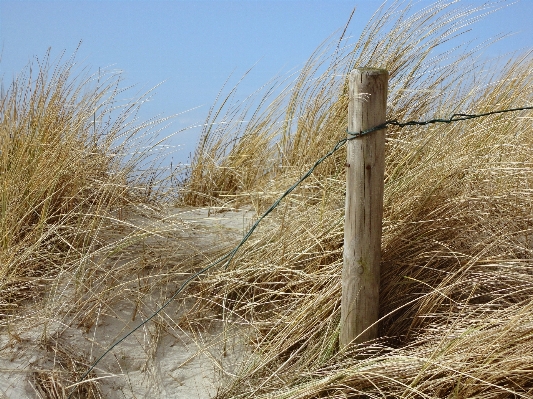 Beach sea tree nature Photo