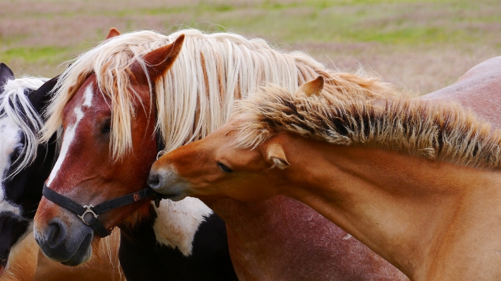 Animal horse brown mammal Photo