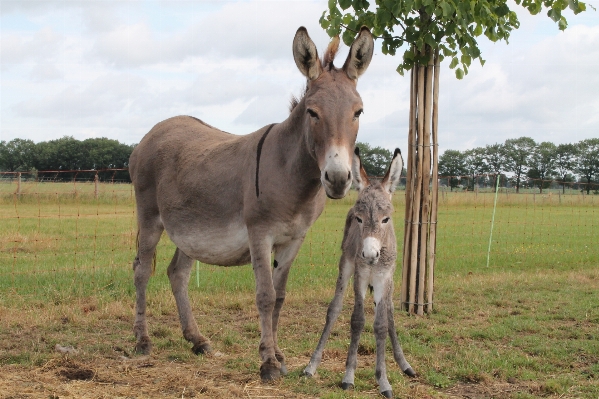 Meadow pet pasture grazing Photo