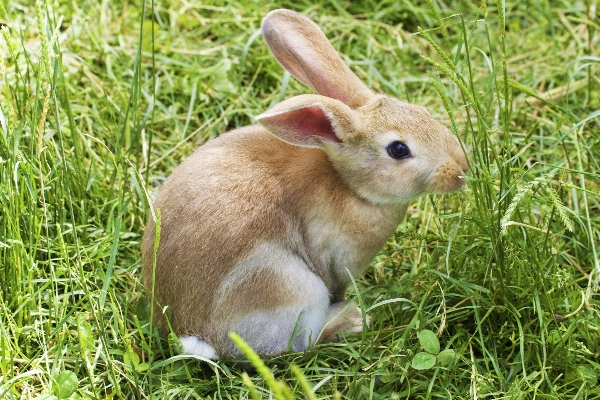 Foto Rumput satwa imut-imut margasatwa