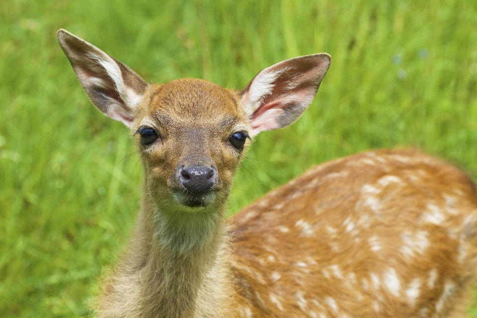 Natur tier tierwelt wild