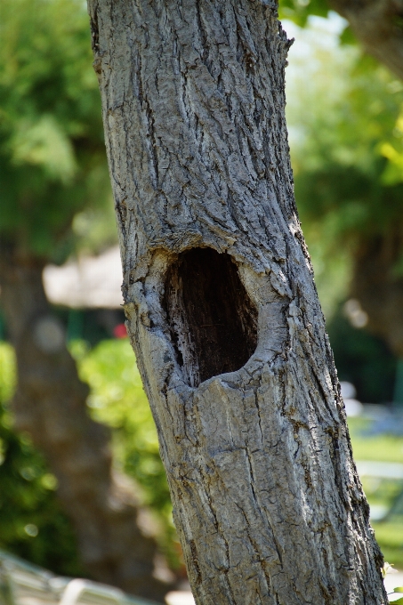 Arbre nature bifurquer oiseau