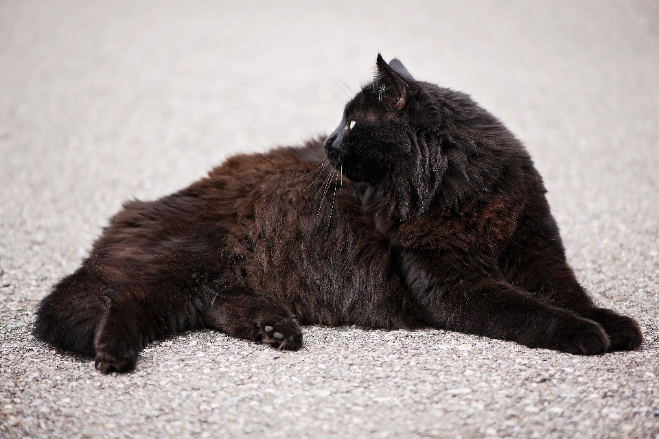 Road animal pet kitten