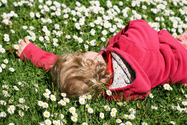 Grass plant lawn meadow Photo