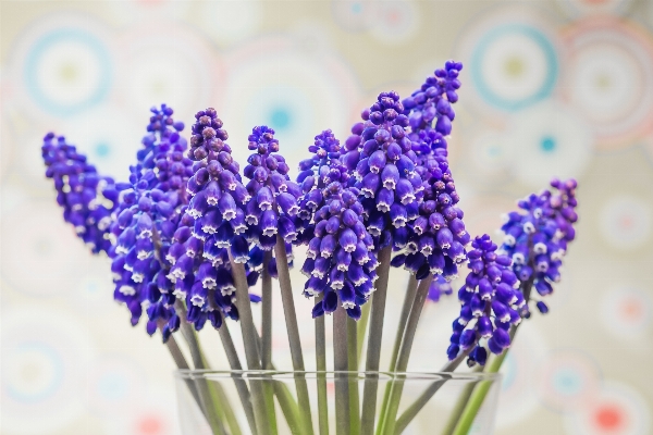 Blossom plant flower bloom Photo