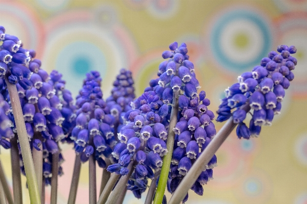 Blossom plant flower bloom Photo