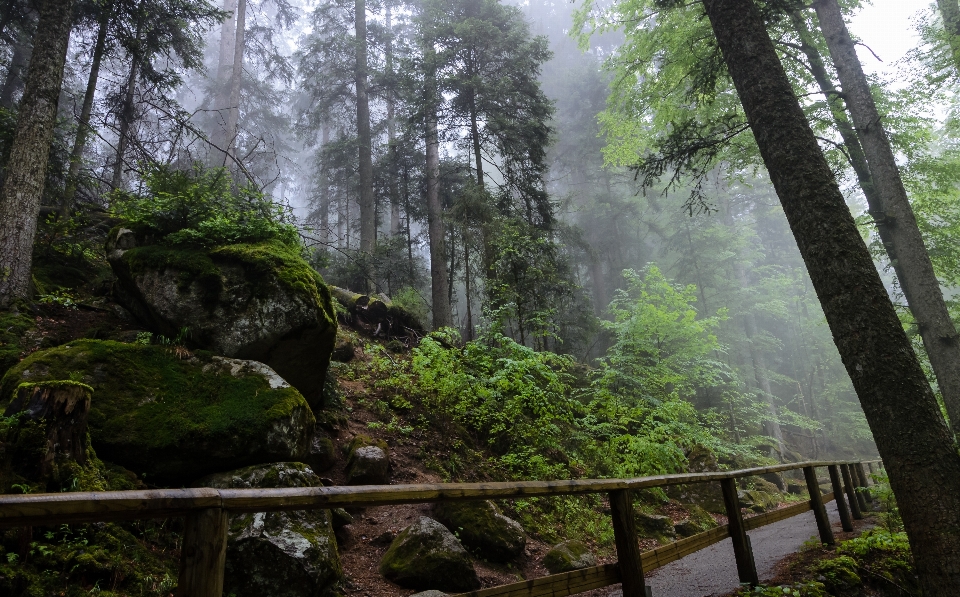 Tree nature forest wilderness