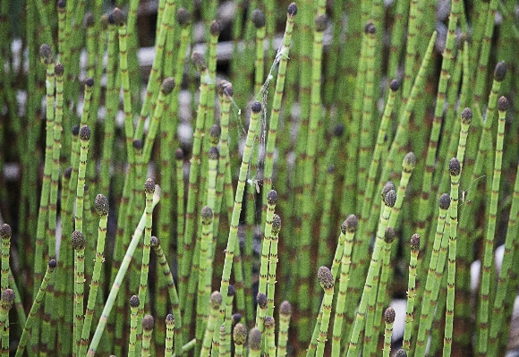 自然 草 ブランチ 植物 写真