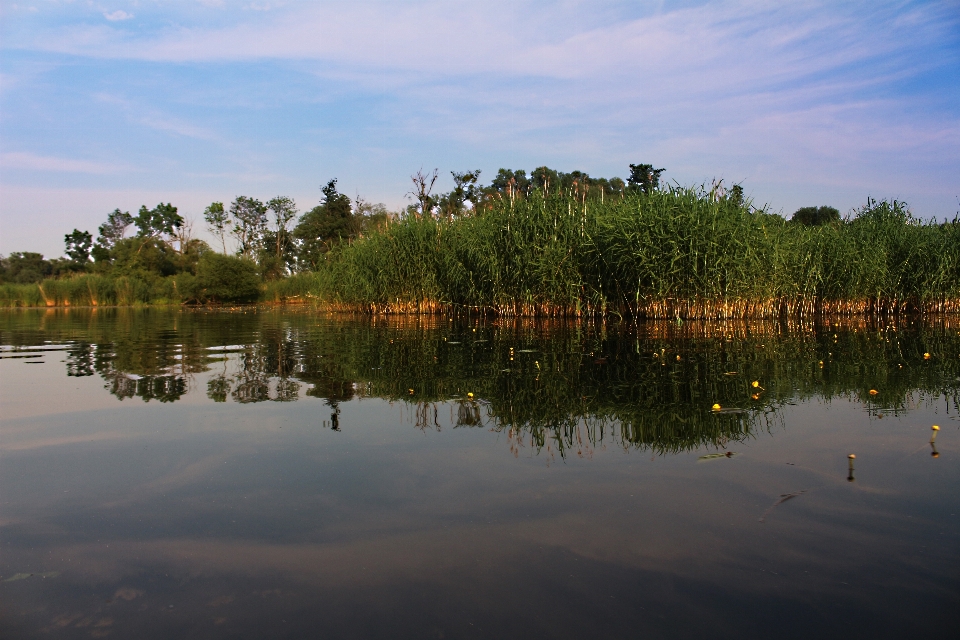 Landscape tree water nature