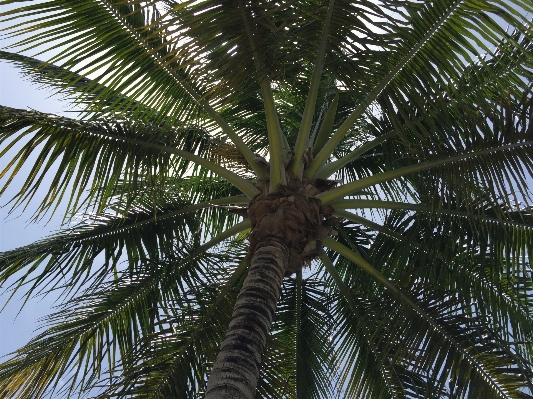 Landscape tree outdoor branch Photo