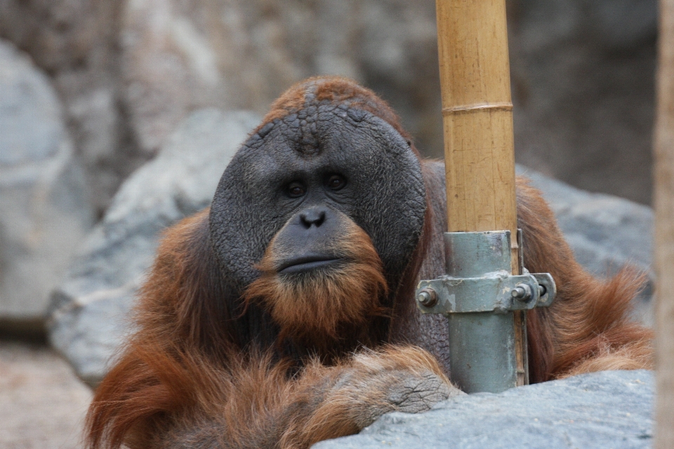 Faune zoo mammifère singe