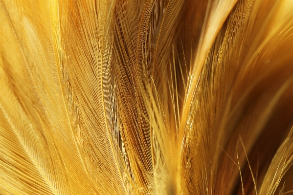 Plant field barley wheat Photo