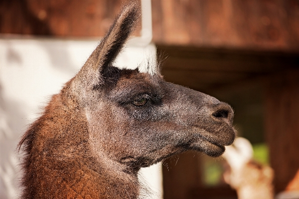 Animal wildlife zoo fur Photo