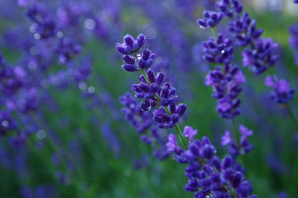 Usine fleur été herbe